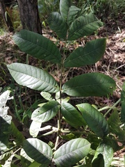 Flindersia bennettii