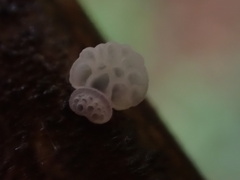 Favolaschia nipponica