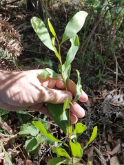 Hakea florulenta