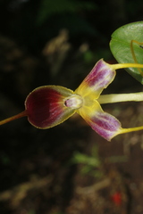 Masdevallia discolor