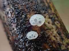 Favolaschia nipponica