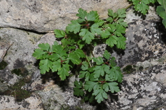 Geranium purpureum