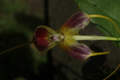 Masdevallia discolor