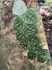 Monstera tuberculata brevinoda