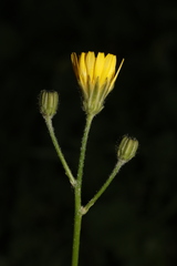 Crepis sancta