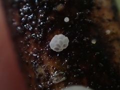 Favolaschia nipponica