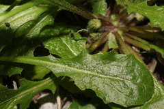 Crepis sancta