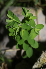Euphorbia peplus peplus