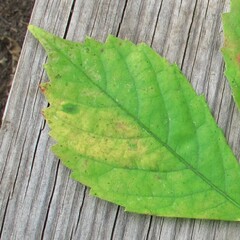 Phyllocnistis ampelopsiella