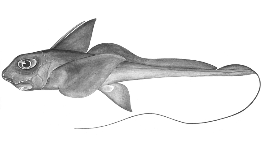 Philippine Chimaera