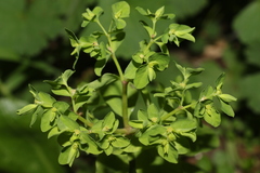 Euphorbia peplus peplus