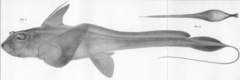 Mitsukuri's Chimaera photo 2