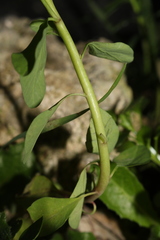 Euphorbia peplus peplus