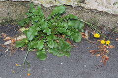 Crepis sancta