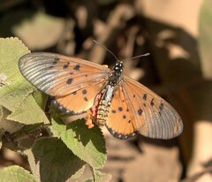 Acraea neobule