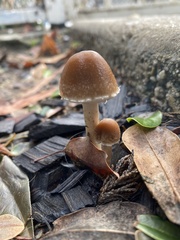 Candolleomyces candolleanus