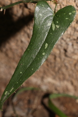 Smilax aspera aspera