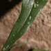 Smilax aspera aspera - Photo (c) Errol Vela,  זכויות יוצרים חלקיות (CC BY-NC), הועלה על ידי Errol Vela