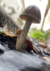 Candolleomyces candolleanus