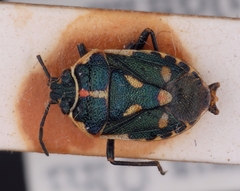 Eurydema putoni