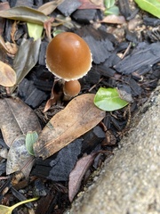 Candolleomyces candolleanus