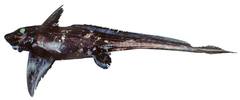 Black Ghostshark photo 1