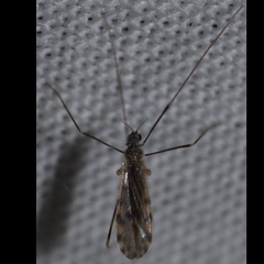 Erioptera