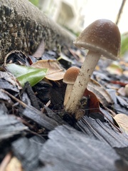 Candolleomyces candolleanus