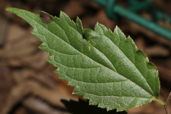 Celtis australis australis