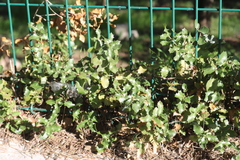 Quercus coccifera coccifera