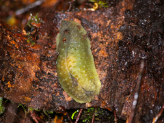 Pseudaneitea