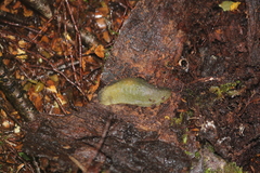 Pseudaneitea