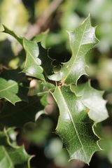 Quercus coccifera coccifera