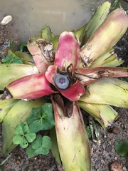 Neoregelia