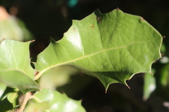 Quercus coccifera coccifera