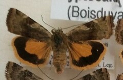 Cryptocala chardinyi