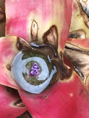 Neoregelia