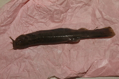 Trichomycterus bogotensis