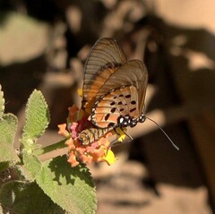 Acraea neobule