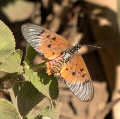 Acraea neobule