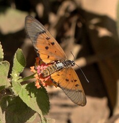 Acraea neobule