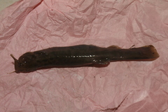 Trichomycterus bogotensis