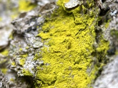 Chrysothrix xanthina