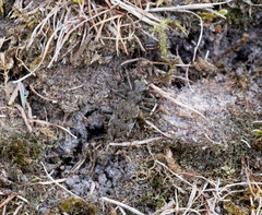 Neocicindela garnerae
