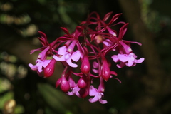 Epidendrum arnoldii