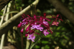 Epidendrum arnoldii