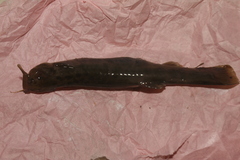 Trichomycterus bogotensis