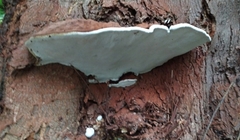 Ganoderma adspersum