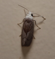 Xylorycta apheles