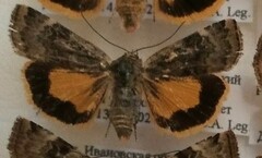 Cryptocala chardinyi